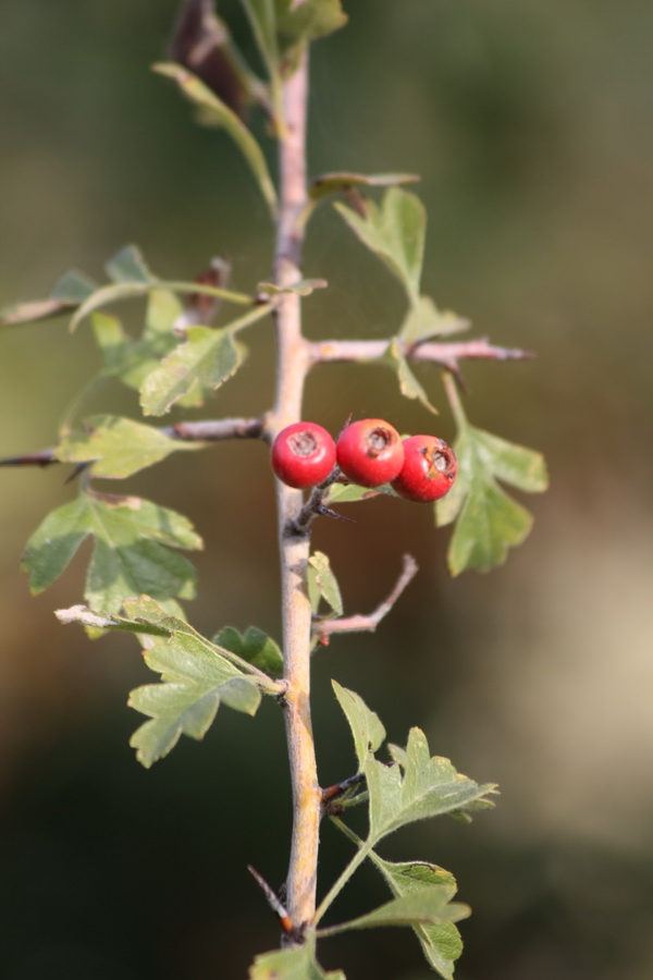 Crataegus ma qualle?monogyna?